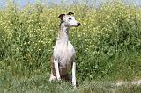 WHIPPET 052